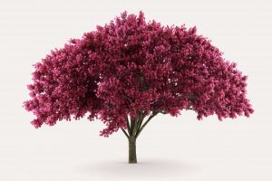 cerise bar à vin
